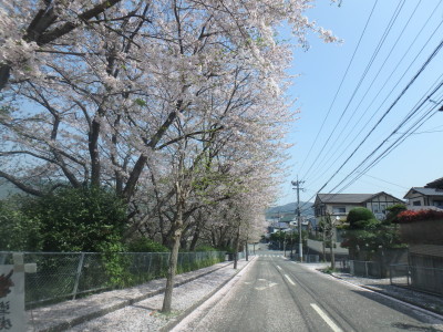 長与町吉無田郷のさくら